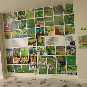 Plant and Tree info