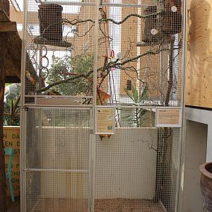 Aviary Black-headed parrot