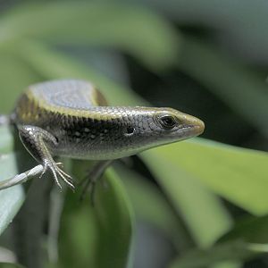 Common sun skink