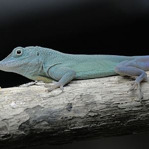 Male Graham's anole