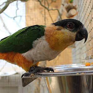 Black-headed parrot