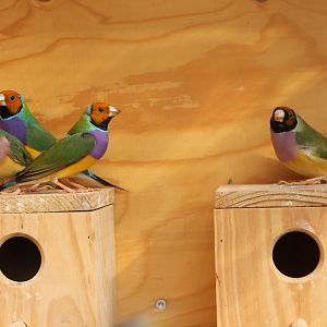 Gouldian finches