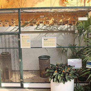 Aviary Gouldian finch