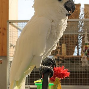 Umbrella cockatoo