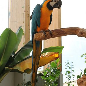 Blue and gold macaw
