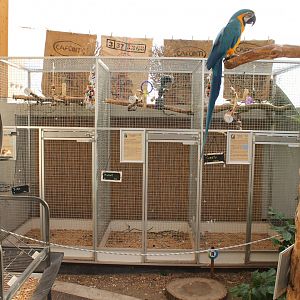 Parrot- cages
