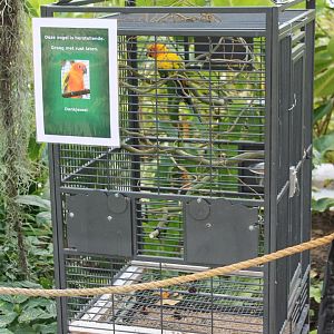 Seperated Sun conure