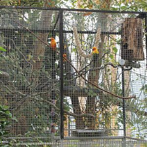 Aviary Sun conure