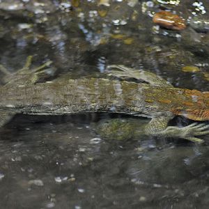 Caiman lizard swimmimg
