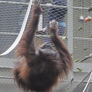 Sarikei selecting her favourite veg