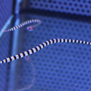Zebra pipefish - Doryrhampus dactyliophorus