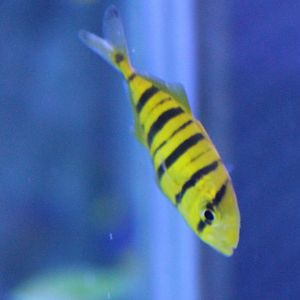 Golden mackerel - Gnathanodon speciosus