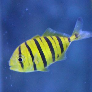 Golden mackerel - Gnathanodon speciosus