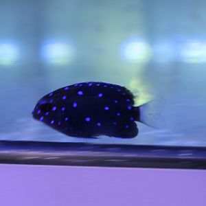 Microspathodon chrysurus