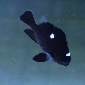 Dascyllus trimaculatus