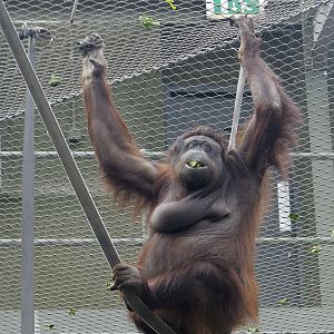 Sarikei enjoying her food