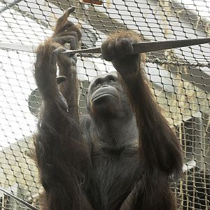 Willy demonstrates his technique