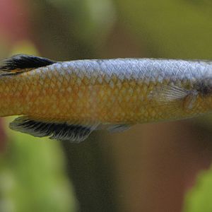 Red Madagascar panchax