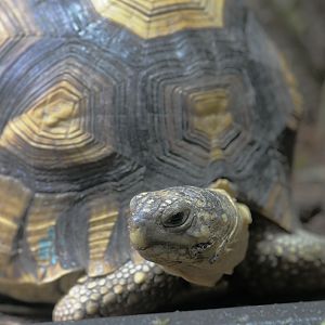 Ploughshare tortoise