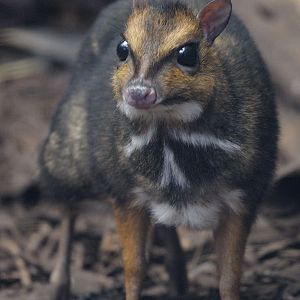 Philippine chevrotain fawn