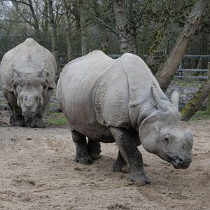 Indian rhino pair