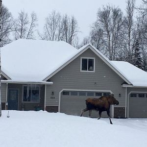 Moose - Alaska
