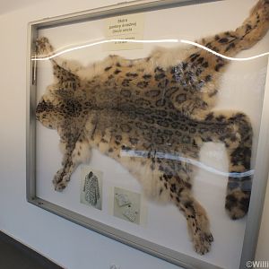 Snow Leopard Skin in CITES Room
