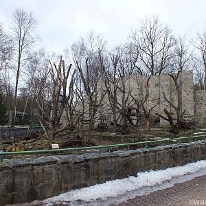 Ring-tailed Lemur Enclosure