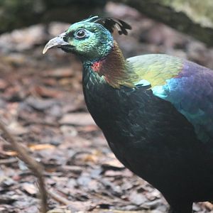 Himalayan Monal