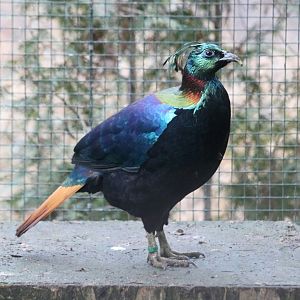 Himalayan Monal