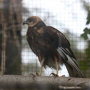 Western Marsh Harrier