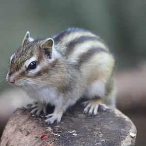 Siberian Chipmunk