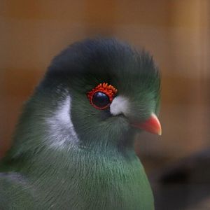 White-cheeked Turaco