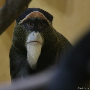 De Brazza's Monkey