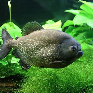 Red-bellied Piranha