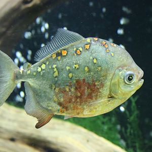 Red-hook Silver Dollar Fish