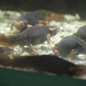 Tylototriton shanjing