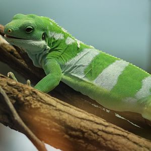 Lau Banded Iguana