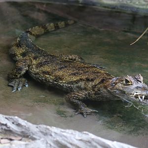 Spectacled Caiman