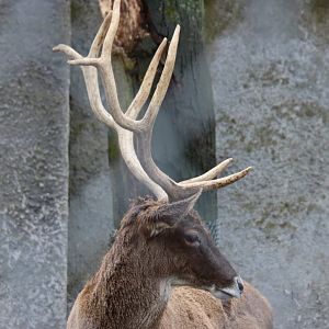 White-lipped Deer
