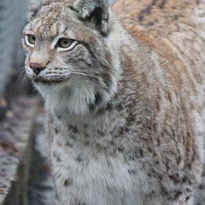 Northern Lynx