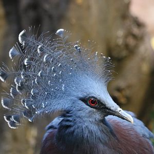 Victoria Crowned-pigeon