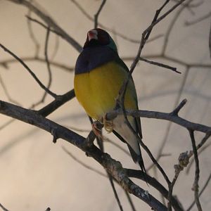 Gouldian finch