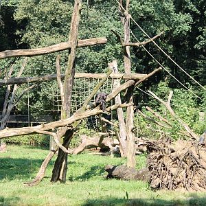Chimp-outdoor