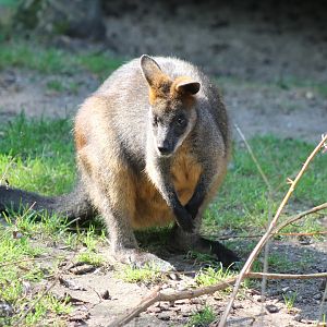 Swamp wallaby