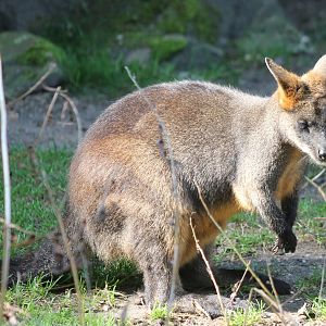 Swamp wallaby