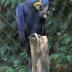 Hyacinthine macaw