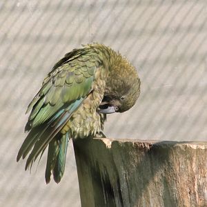 Kea