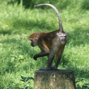 Golden-bellied mangabey