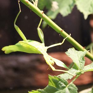 Leaf insect